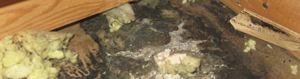 Mold Sampling Services